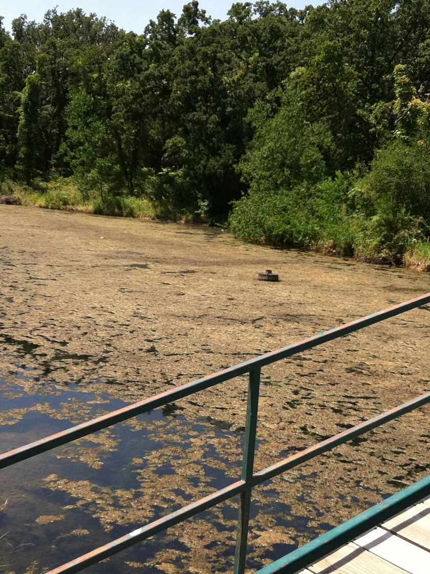 Blast, 125,000 Gallon, 12 Packets - Image 2