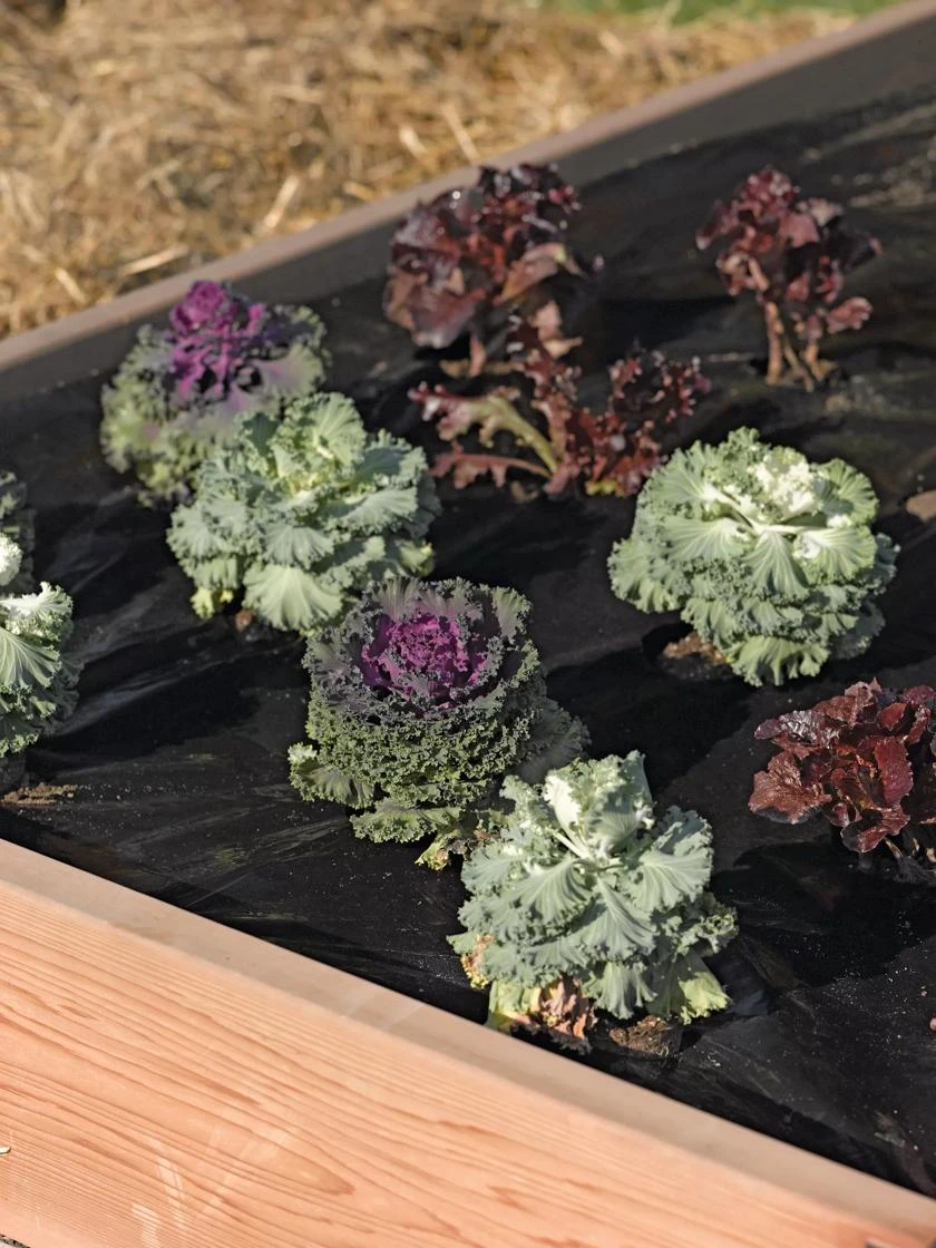 Easy-Plant Weed Block Mulch - Image 3