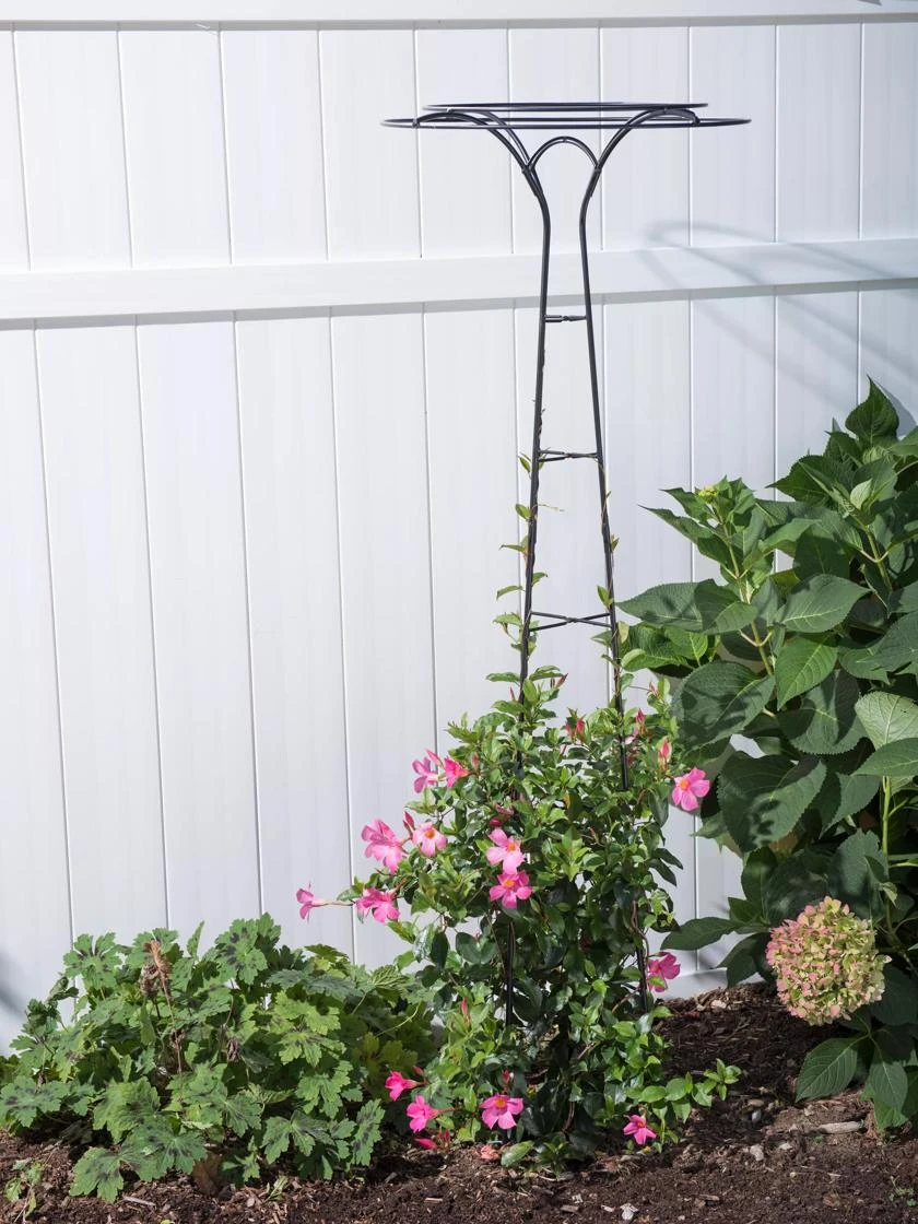 Essex Tuteur, 63" - Image 3