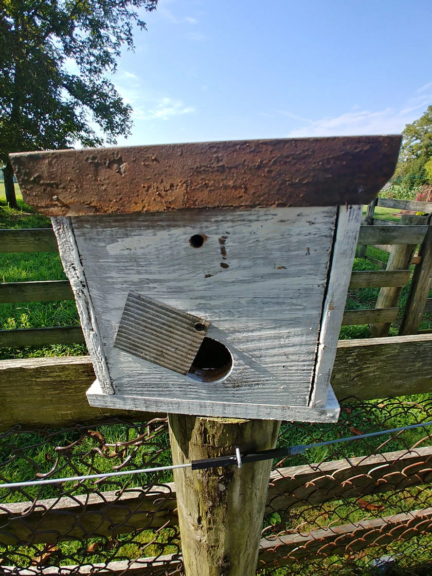 Cumberland Chicken Coop Bird House - Image 3