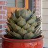 Desert Steel Artichoke Agave Sculpture