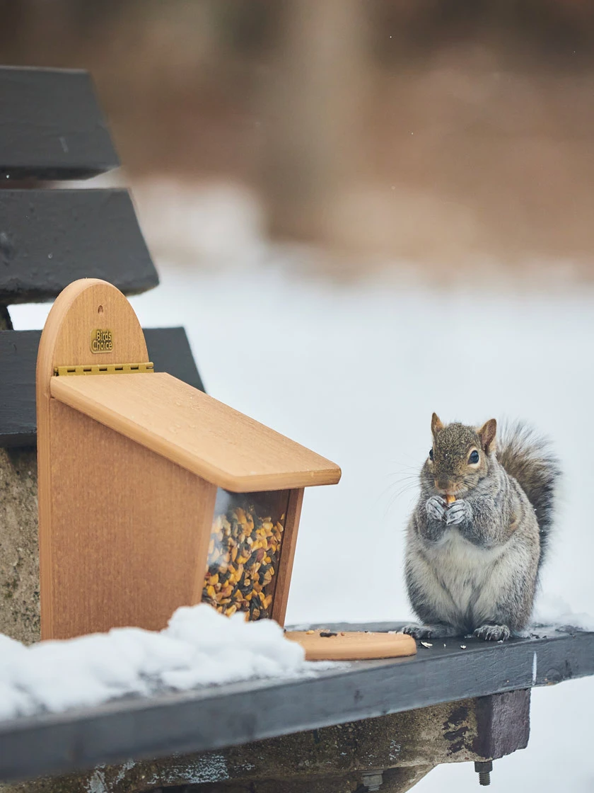 Spruce Creek Squirrel Munch Box - Image 2